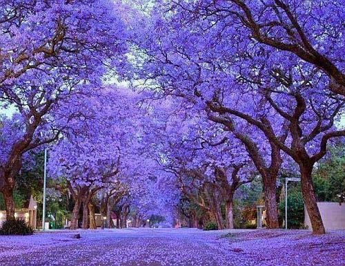 Un’onda viola intorno al Franchi: i giardini saranno caratterizzati da Paulownia tormentosa